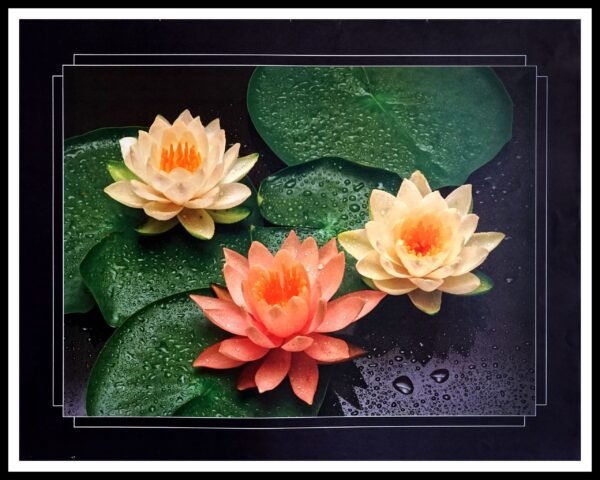 AK UU7079 Three Water Lilies